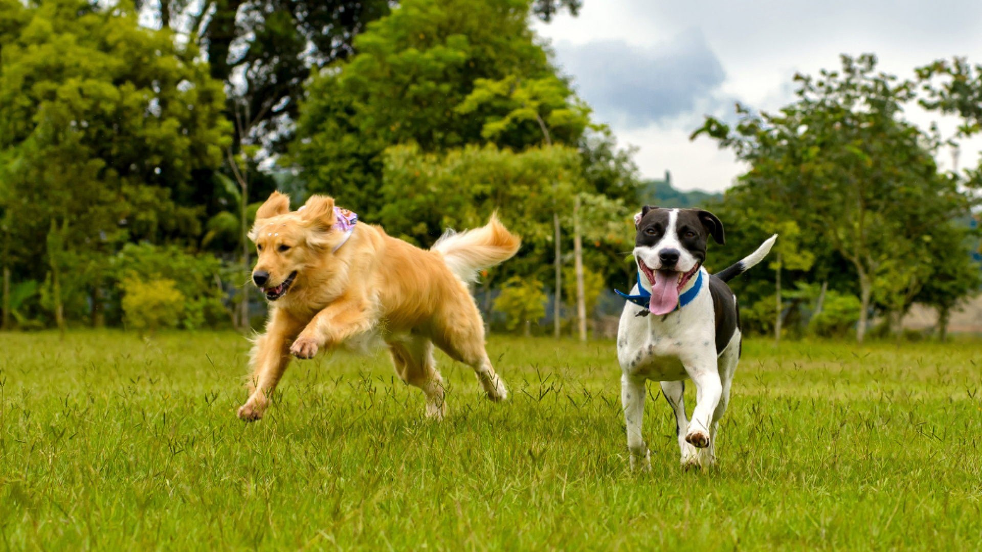 Dogs playing in Secure The Pack's safe fenced training area