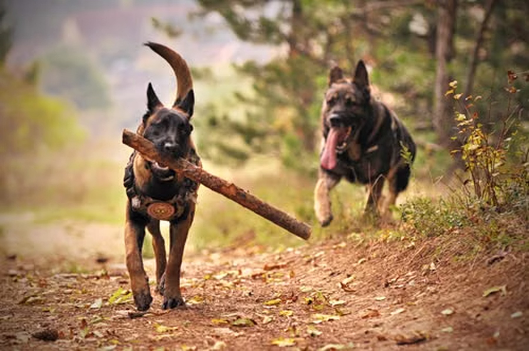 Two active dogs running and playing together outdoors